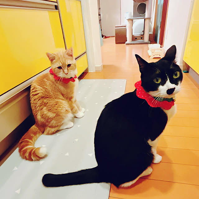 moolさんの実例写真