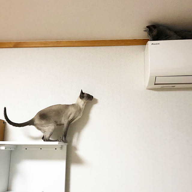 mujinekoさんの実例写真