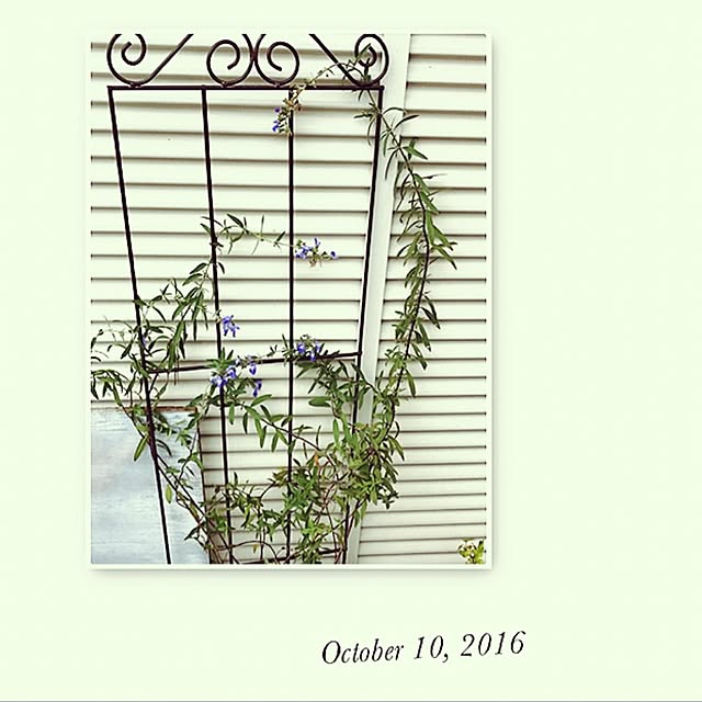 kokko3さんの実例写真