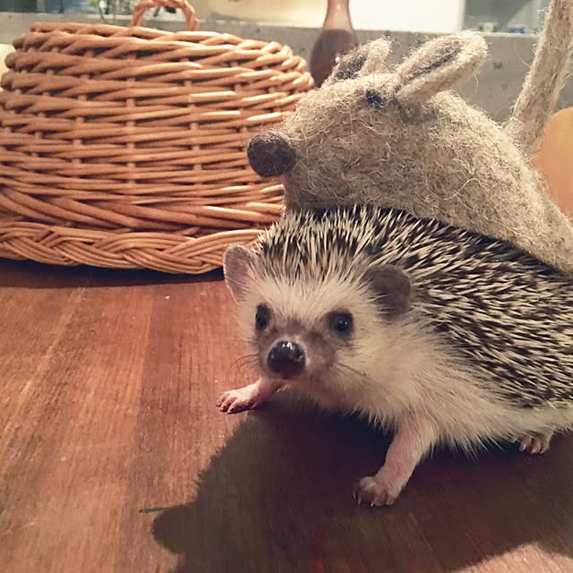 saokoさんの実例写真