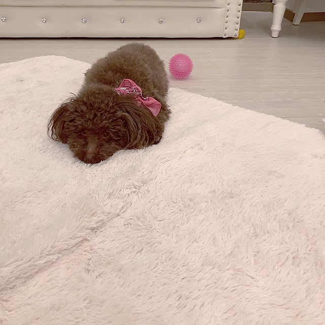noelさんの実例写真