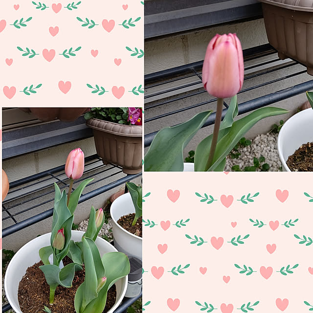 yumirinさんの実例写真