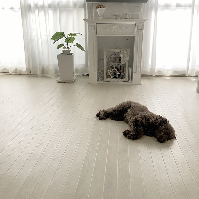 noelさんの実例写真