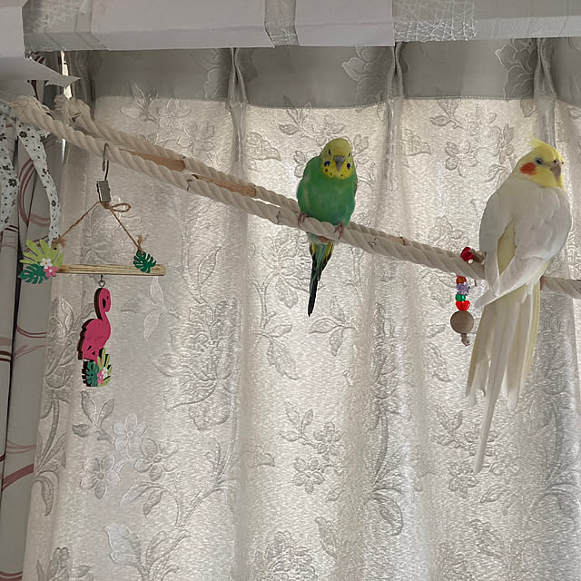toratanさんの部屋