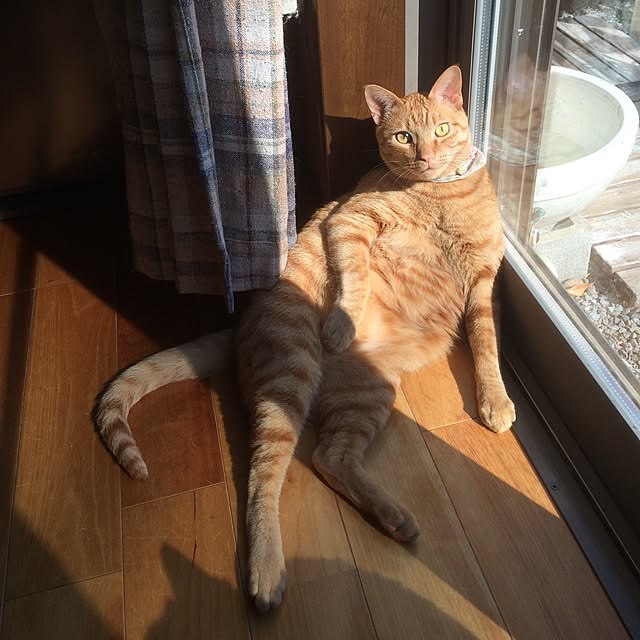 annさんの実例写真