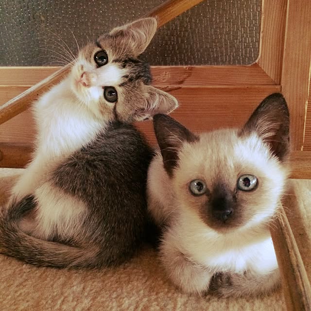 asami.さんの実例写真