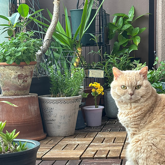 naokoさんの部屋