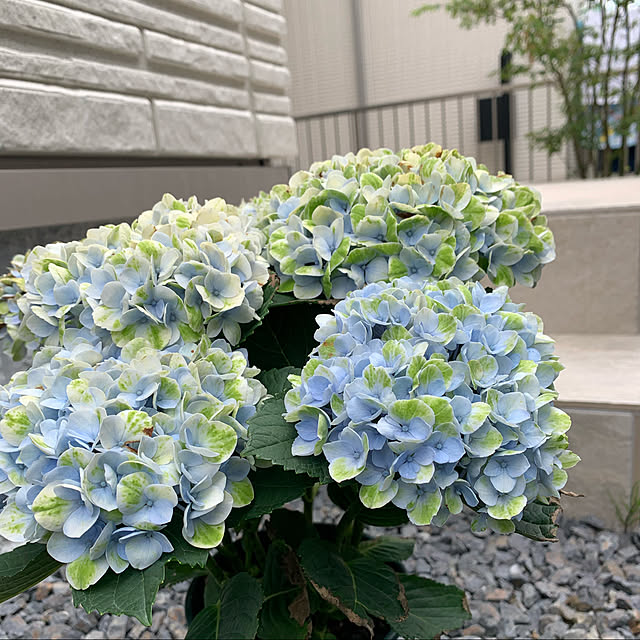 実例写真