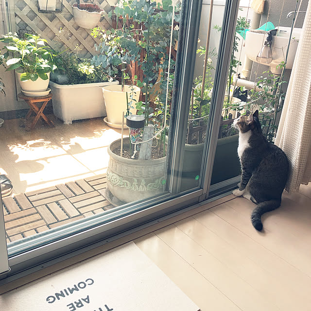 nekomiさんの実例写真