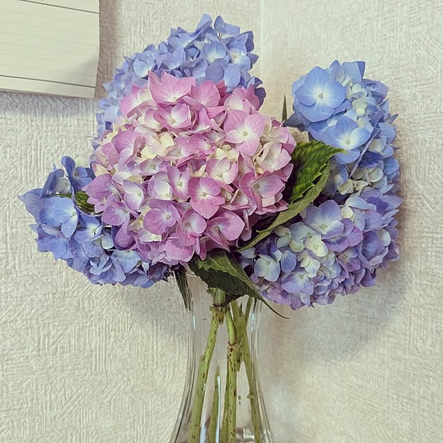 mofukoさんの部屋