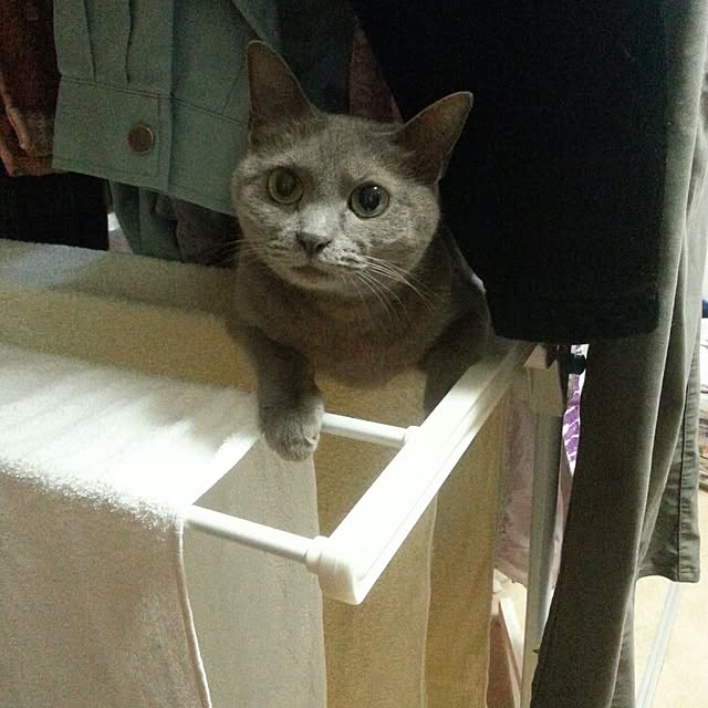 Yukikoさんの実例写真