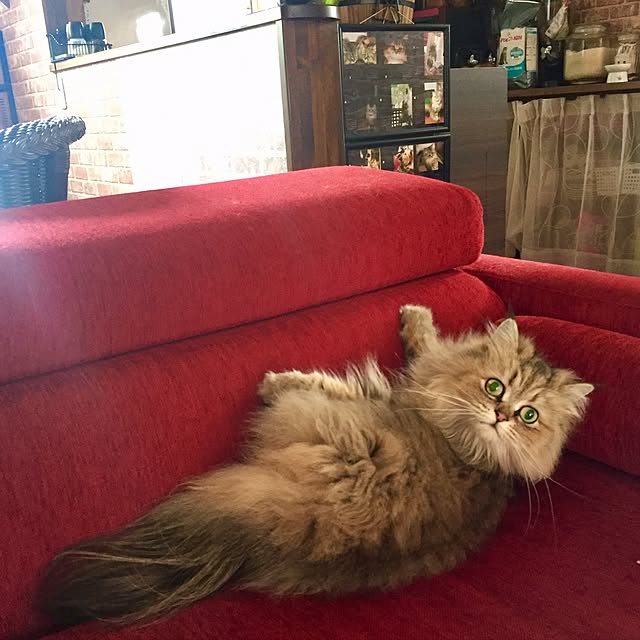 butachanさんの実例写真