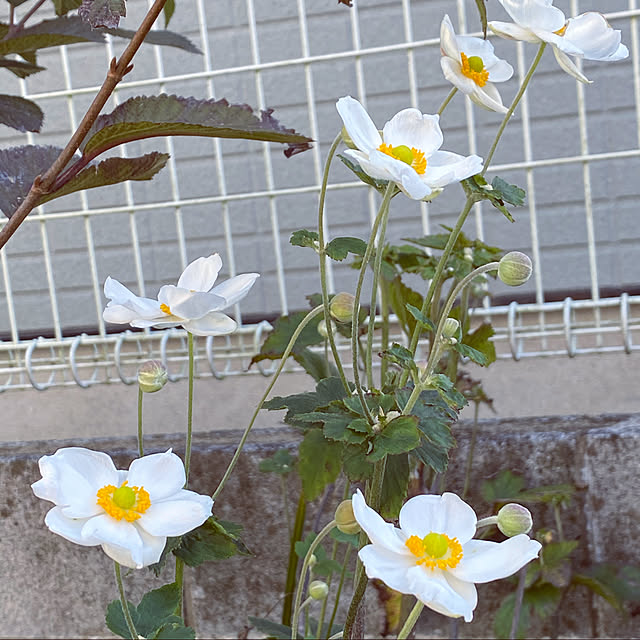 chIoeさんの実例写真