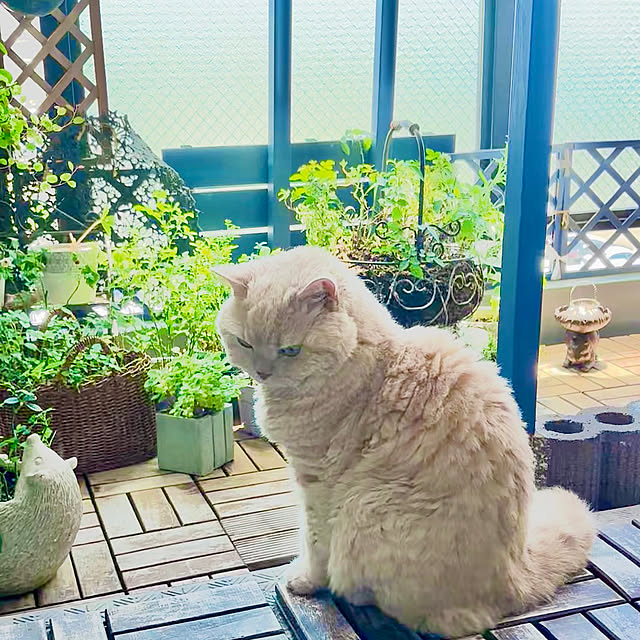 naokoさんの部屋