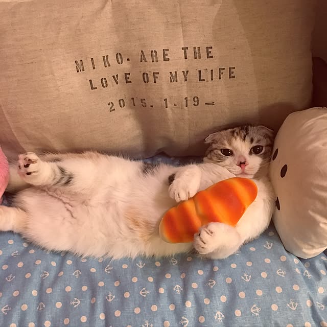 yokkochanさんの実例写真