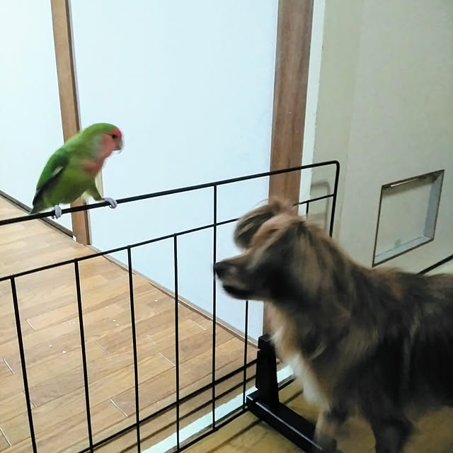 toratanさんの実例写真