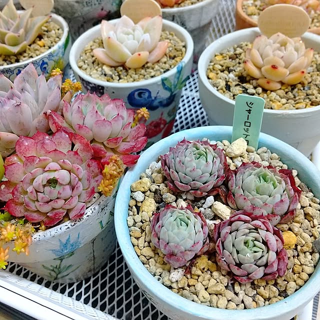 meiさんの実例写真