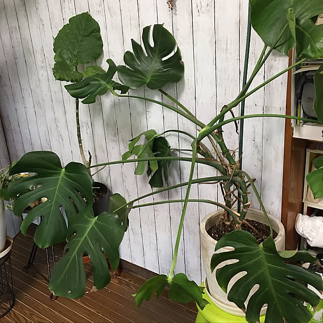 DADAさんの実例写真