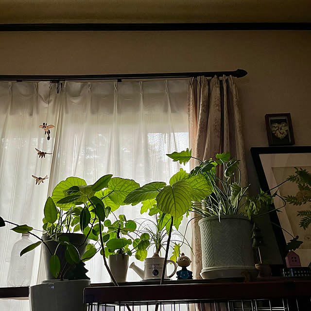 cotaさんの部屋