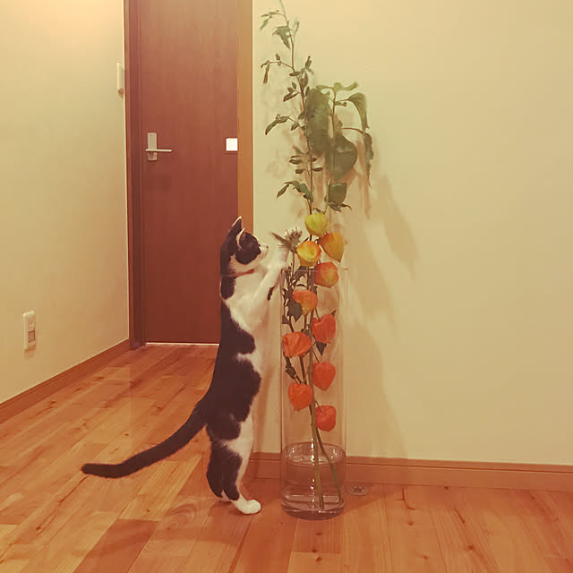 noraさんの実例写真