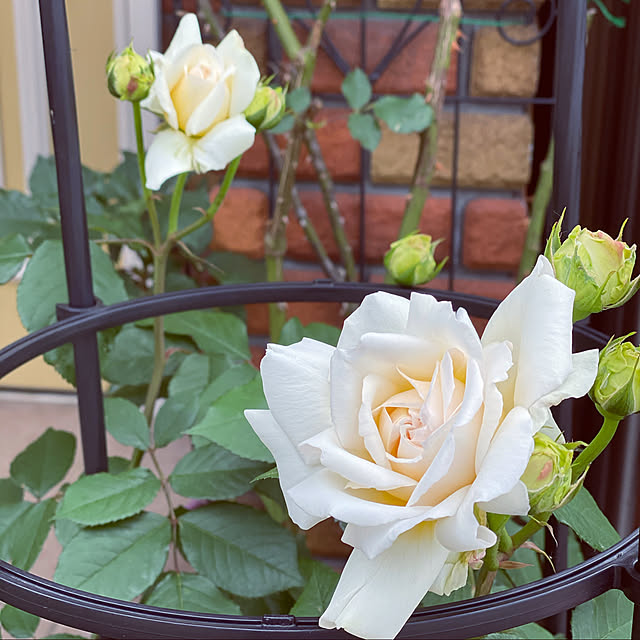 RoseLife5818さんの実例写真