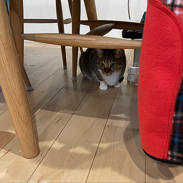 manekinekoさんの実例写真