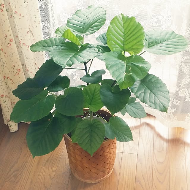 kanaさんの実例写真