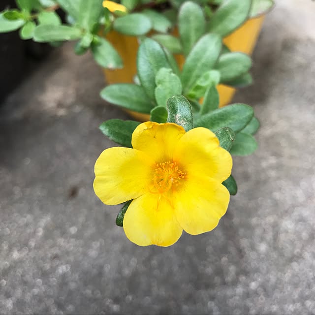 seroriさんの実例写真