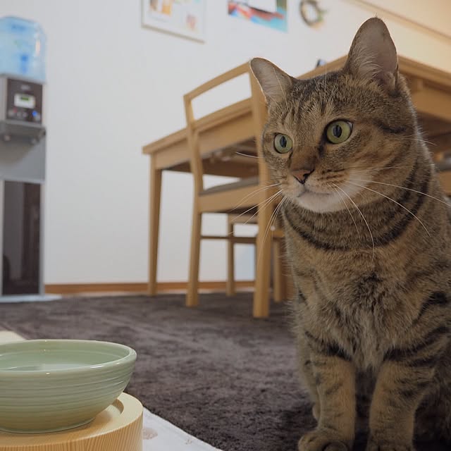 torayuさんの実例写真