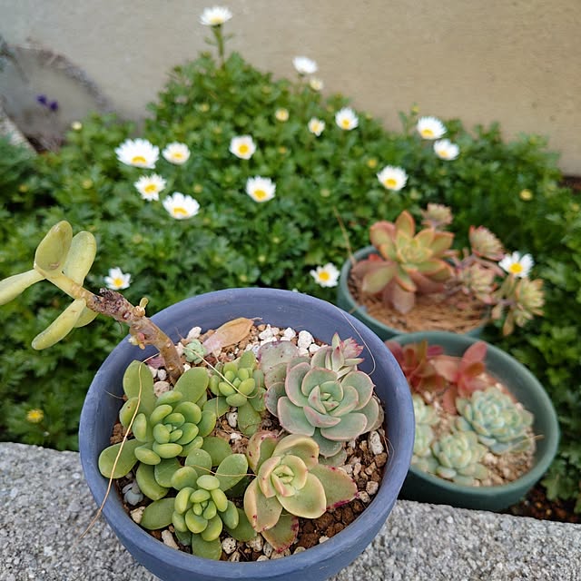 coconathuさんの実例写真