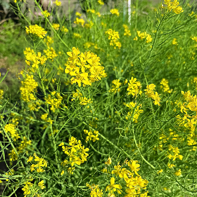 mayumiさんの部屋