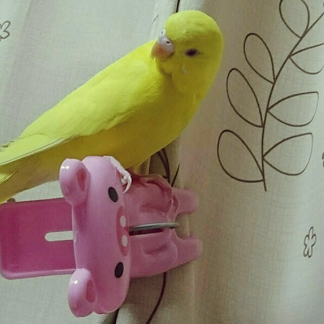 satoriさんの実例写真
