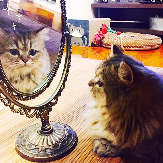 butachanさんの実例写真