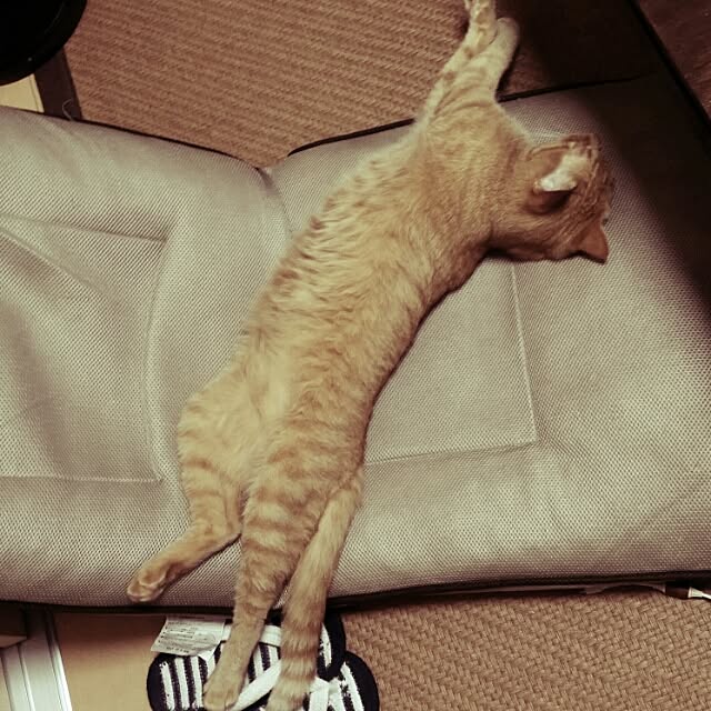 mu.yu.taさんの実例写真