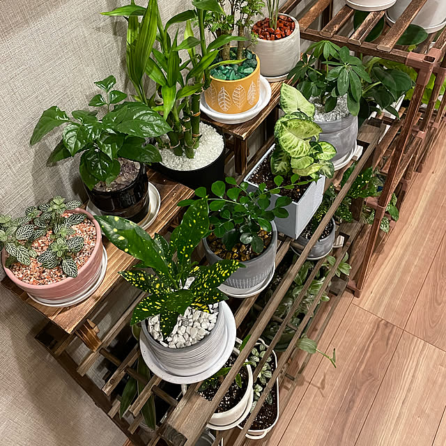 観葉植物 ポリシャスのおすすめ商品とおしゃれな実例