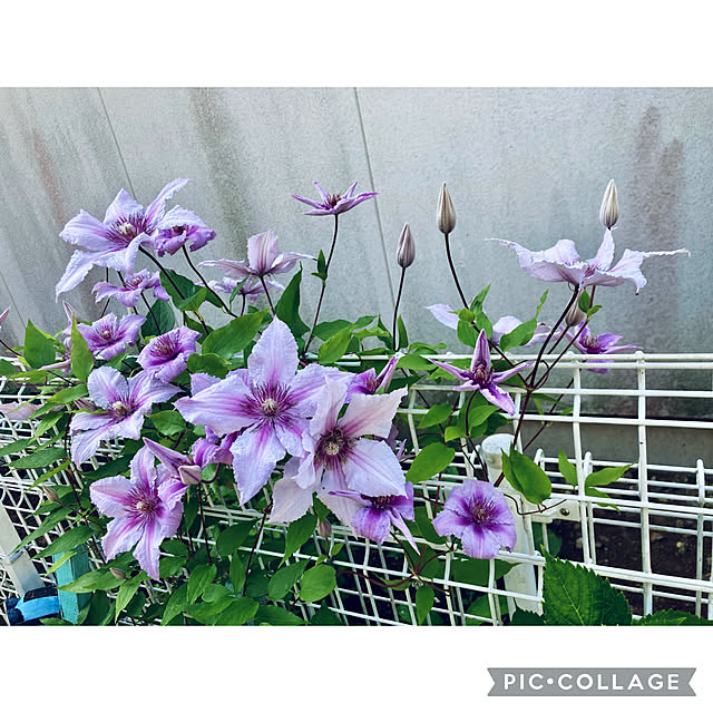 CoCo0617さんの部屋