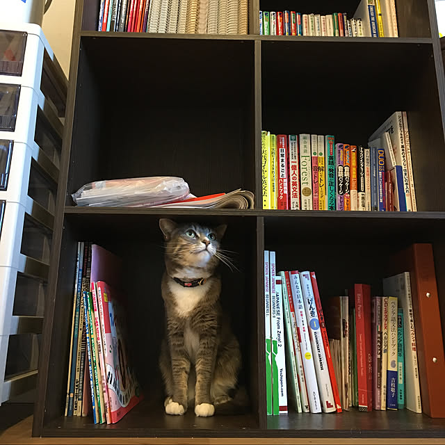 ねこと暮らす。/棚のインテリア実例 - 2020-03-25 09:00:01