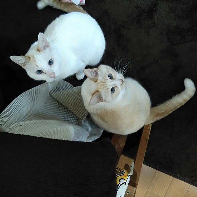 posauruさんの実例写真