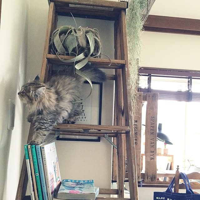 Megumiさんの実例写真