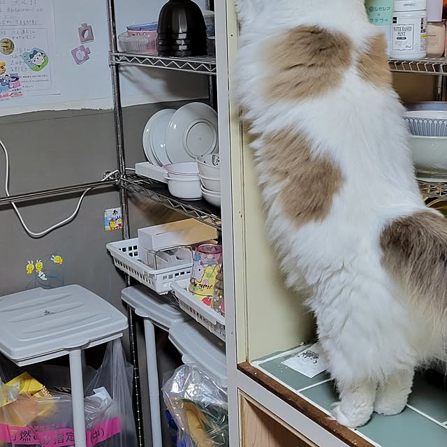 plumtreessさんの部屋