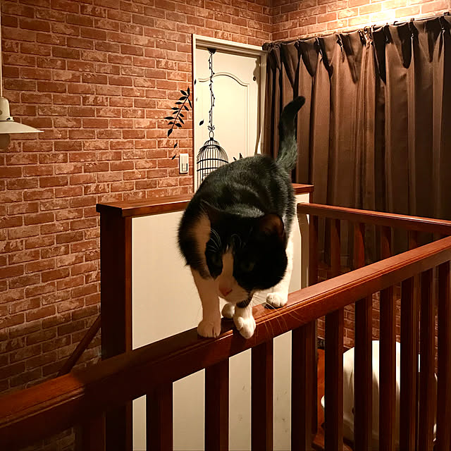 butachanさんの実例写真