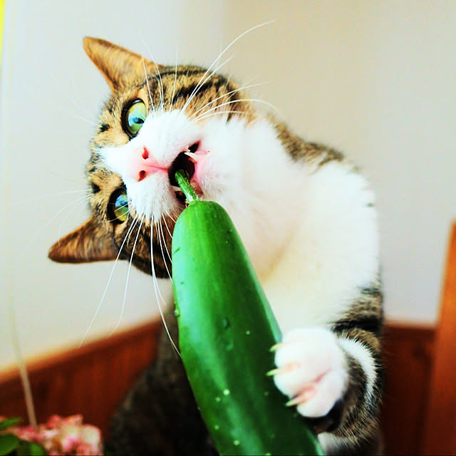 nikukyuuさんの実例写真