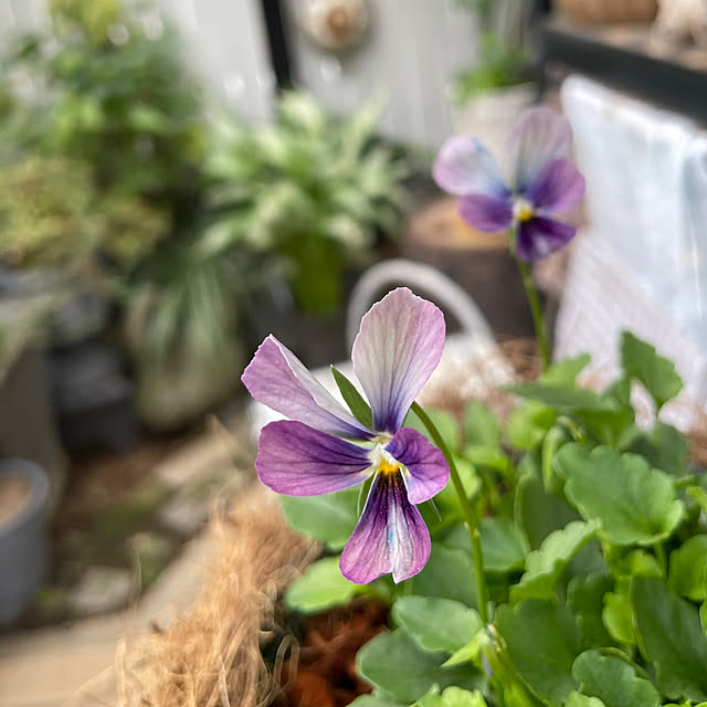 shiropenguinさんの部屋