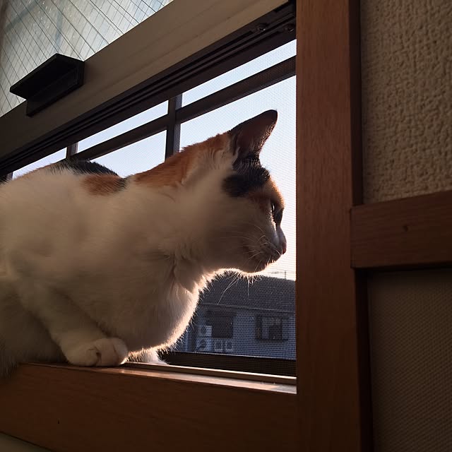 実例写真