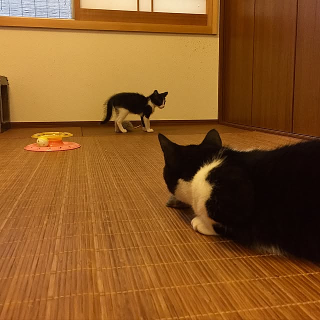 butachanさんの実例写真