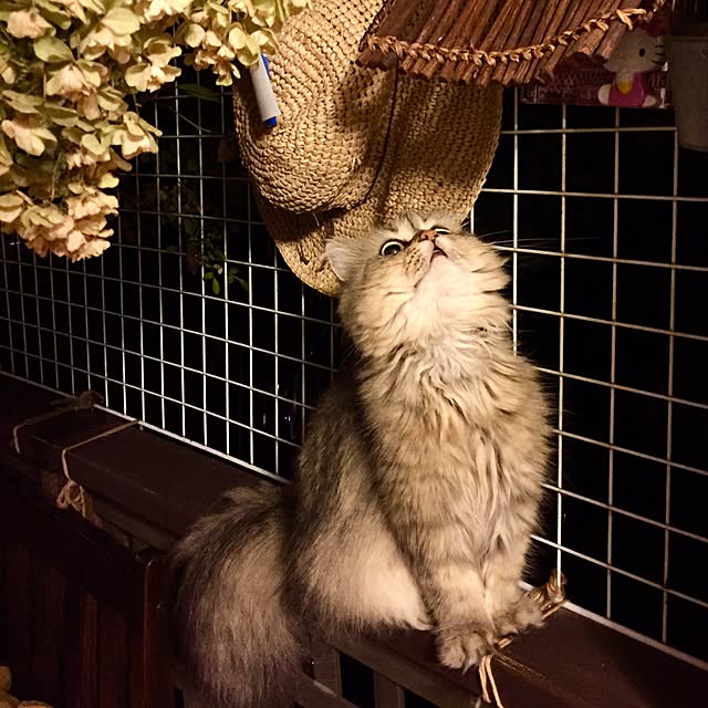 butachanさんの実例写真