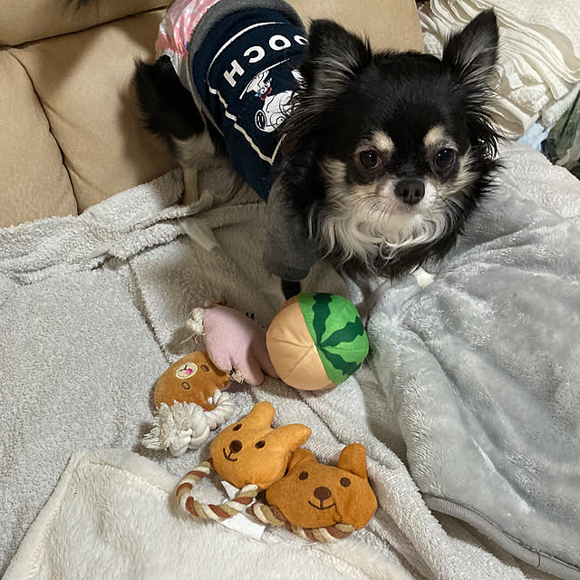 koroさんの実例写真