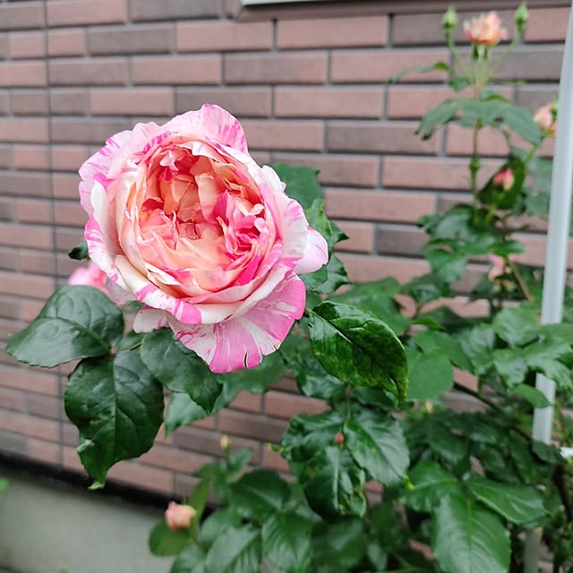 kiraさんの部屋