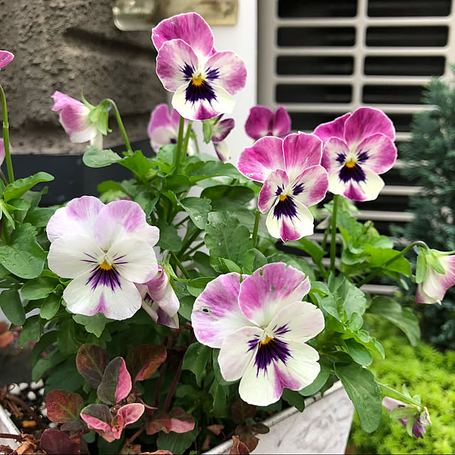 nakabaさんの実例写真