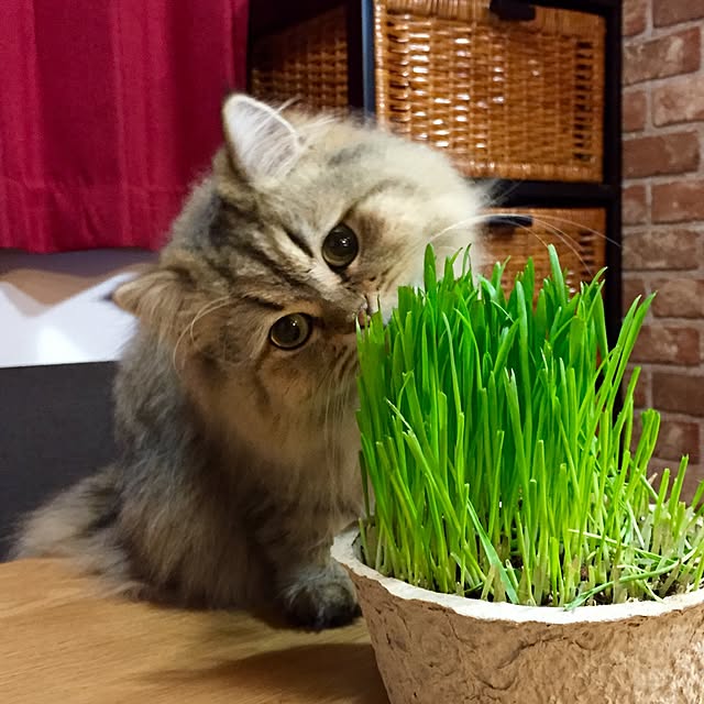 butachanさんの実例写真
